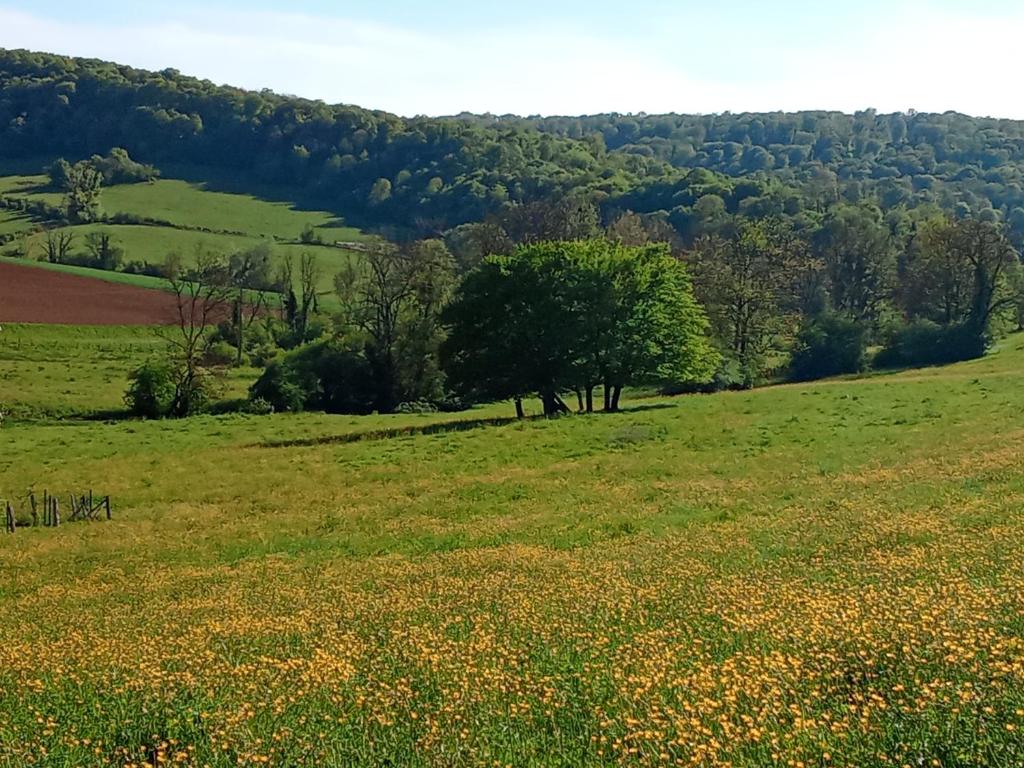 a field of yellow flowers in a green field at studio in Puessans