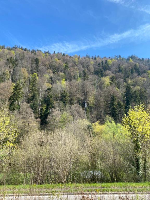 a hillside with trees and bushes on it at Am Wald, Am Berg in Unterreichenbach