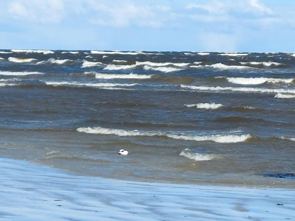a view of the ocean from the beach at Sunny Quiet Nest in Jūrmala