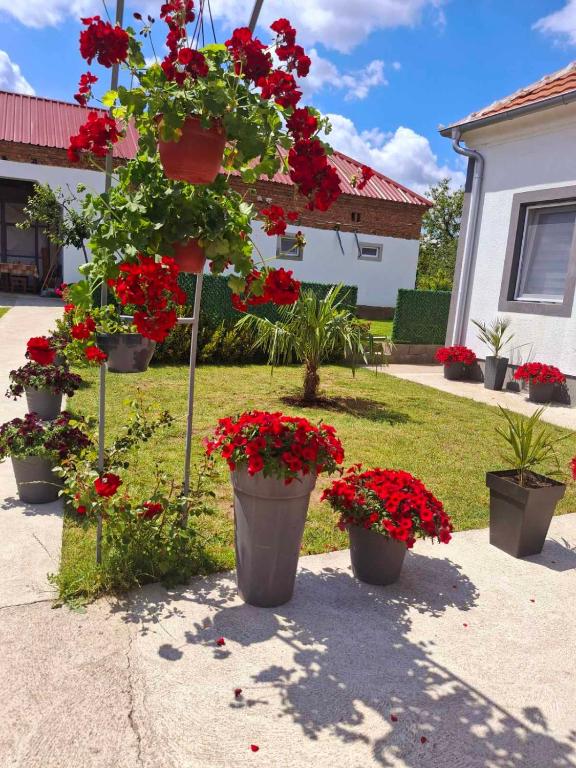 a group of pots of red flowers in a yard at Studio Villa Ruža in Golubac
