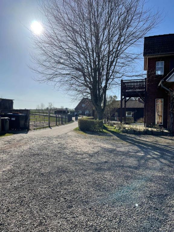 a tree in the middle of a road next to a house at Ostseebauernhof Schönhagen in Brodersby