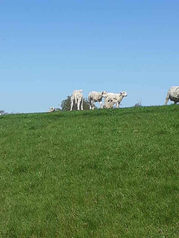 a group of animals standing on top of a grassy hill at Erholung am Deich in Kollmar