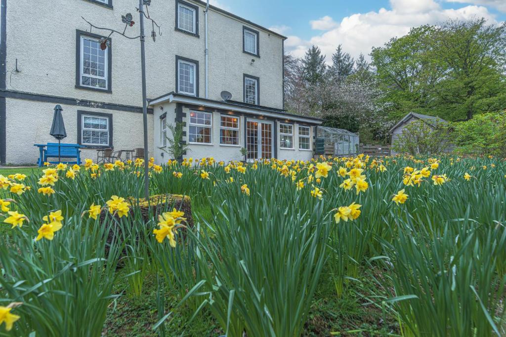 a field of yellow flowers in front of a house at Navitie Apartment in Ballingry