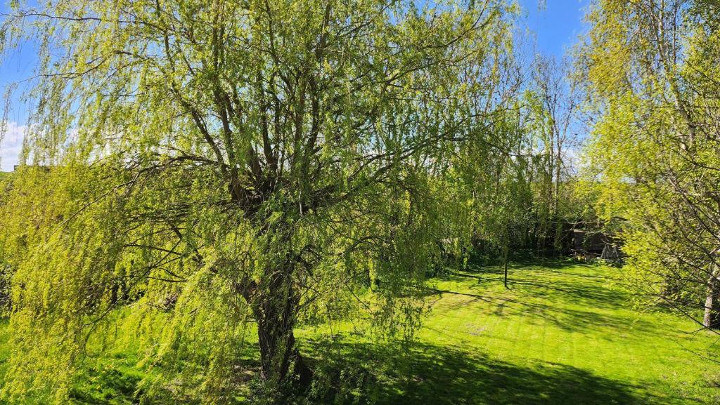 a weeping willow tree in a field of grass at Sorayas Welt in Neufeld