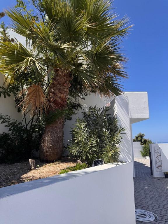 a palm tree sitting next to a white wall at SeaBreeze Milos in Mytakas