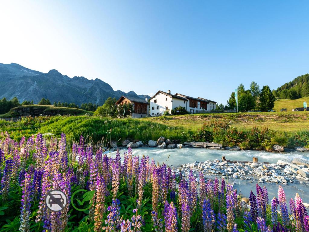 a field of purple flowers next to a river at Hotel Chesa Pool in Sils Maria