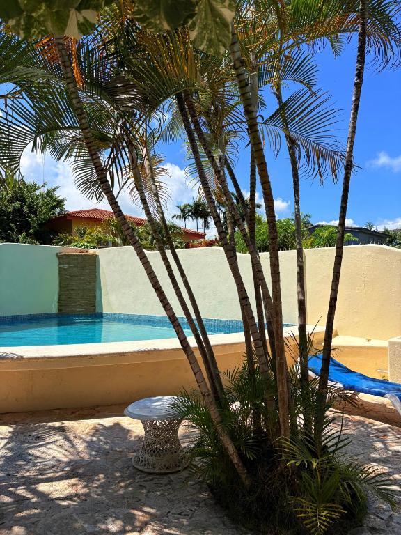 a palm tree next to a swimming pool at CASA Angelo in Sosúa