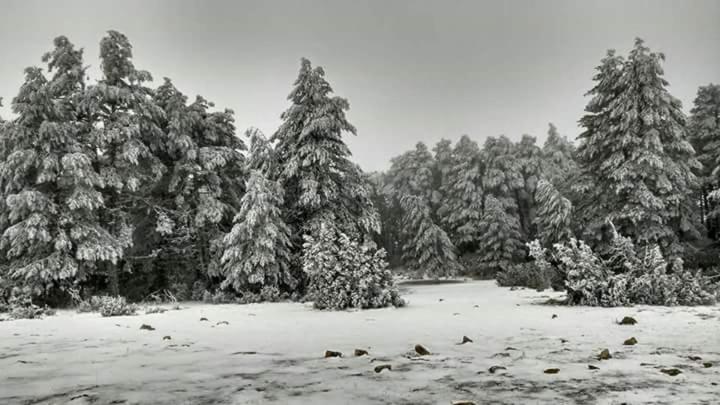 Noguera de Albarracin的住宿－Casa Puerto，一张黑白相间的雪覆盖着树木的田野照片