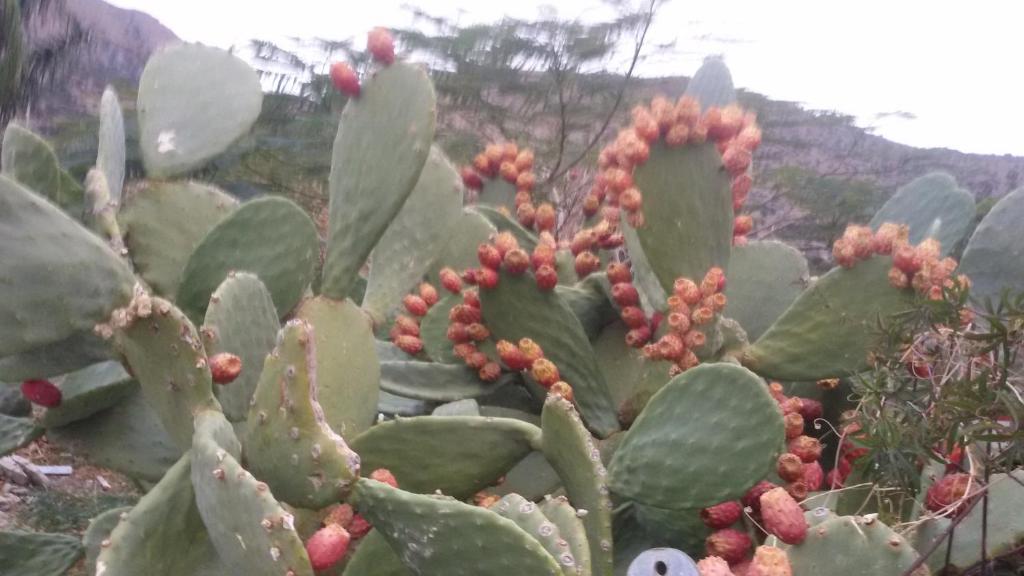 a cactus with red flowers on top of it at Xenos Apartments in Keratokampos