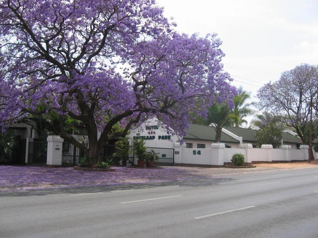 a flowering tree in front of a house with purple flowers at Eskulaap Hotel in Polokwane