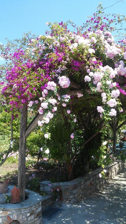 a bunch of pink and white flowers in a garden at Maniatis Garden in Achladies