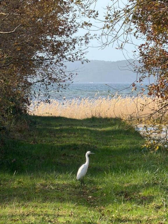 a white bird standing in the grass near the beach at Le Chalet du lac in Biscarrosse