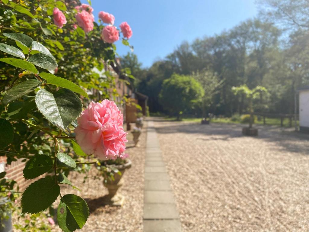 a garden with pink flowers and a brick path at B&B Angelbeeck in Afferden