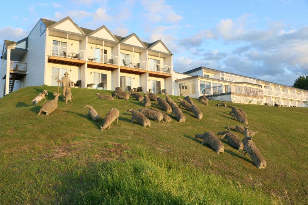 a herd of sheep sitting on a grassy hill in front of a building at Mon Joli Motel in Sainte-Flavie
