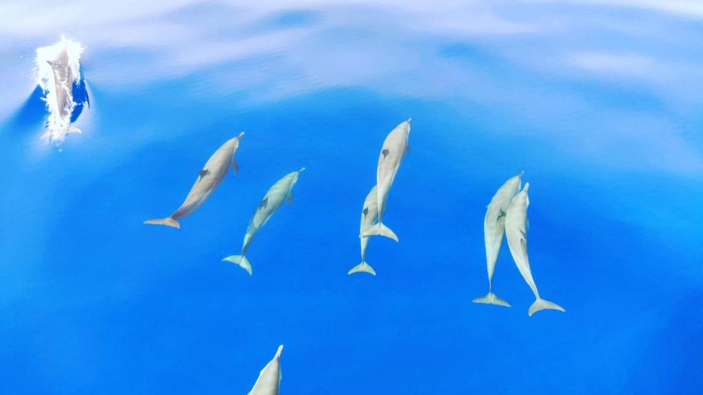 Ocean Bounty - View 29