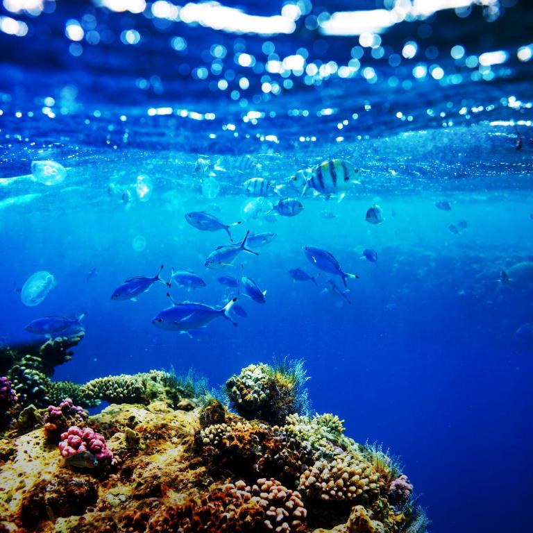 Ocean Bounty - View 33