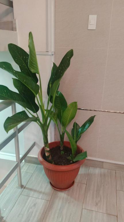 a plant in a red pot on a wooden floor at HOUSSE 69 Café Bar in Satipo