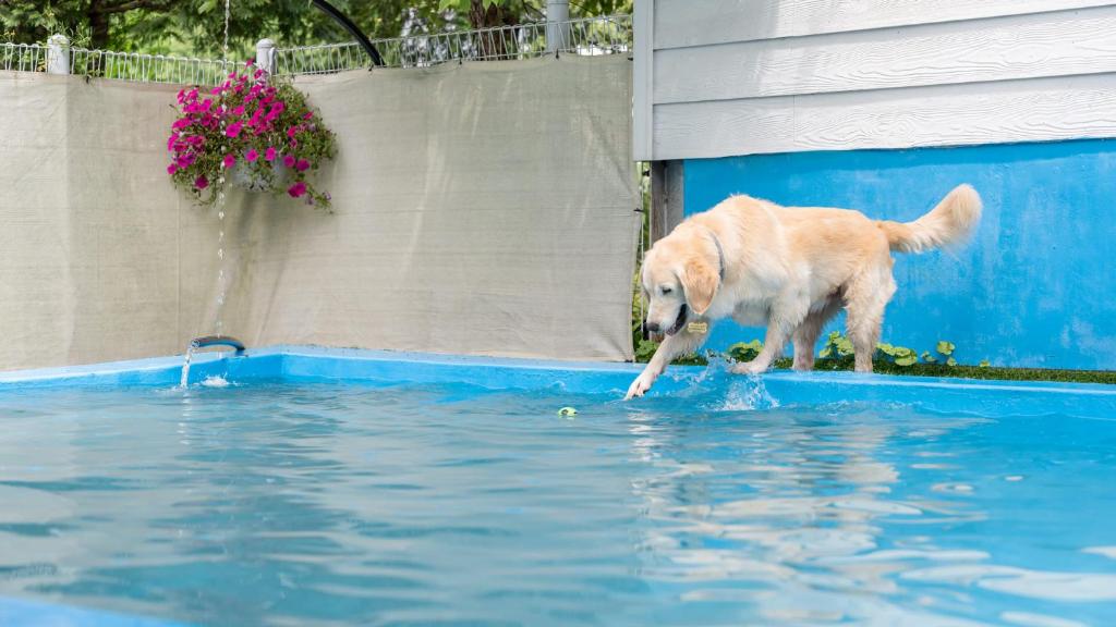 a dog playing with a ball in the water at Gapyeong Jmong Choncance&Camping Pension in Gapyeong