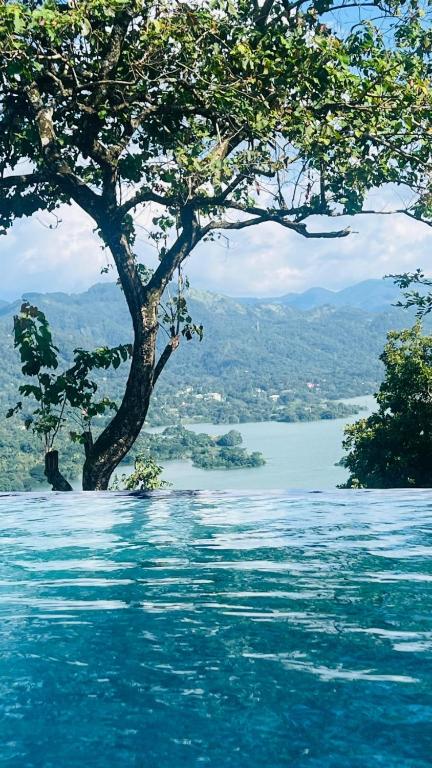 a swimming pool with a tree in the water at The victoria hill Cottage in Digana