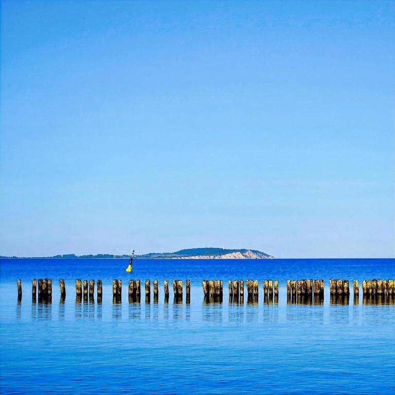 a group of animals standing on a pier in the water at Ferienwohnung Sternenhimmel in Dranske