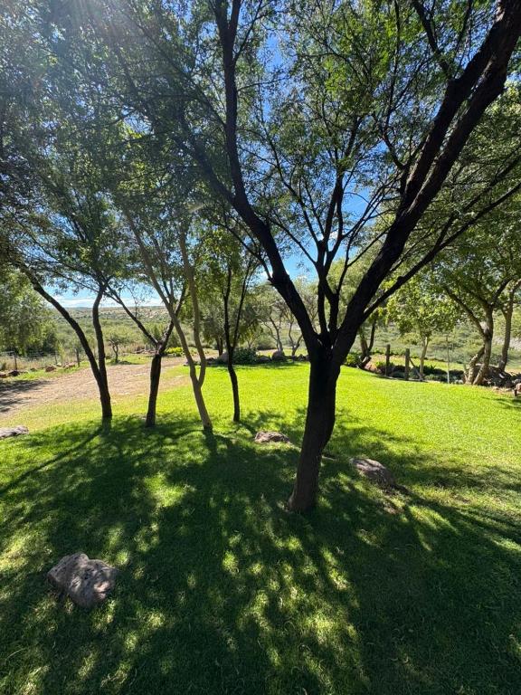 a group of trees in a field of grass at Bridge View Hopetown in Hopetown