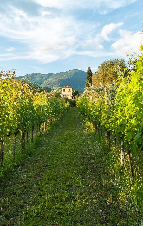 a path through a vineyard with a house in the background at Villa Il Paradisino in Sesto Fiorentino