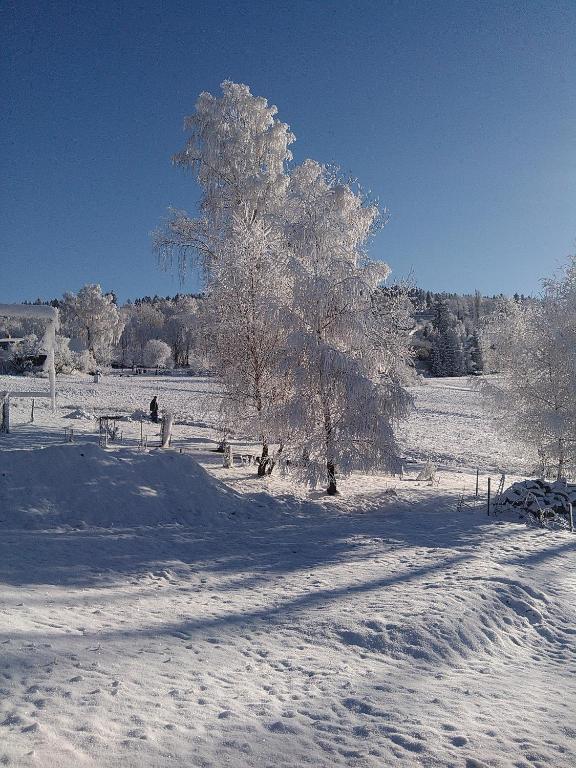 a tree in a field covered in snow at Apartmány Kuřátko in Benecko