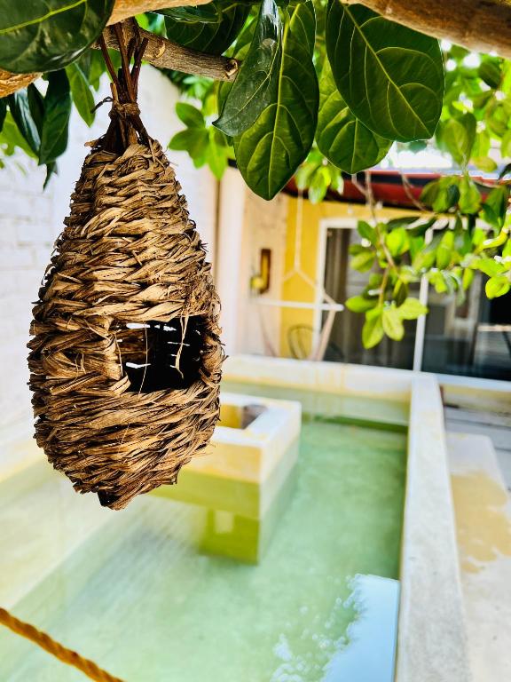 a bird nest hanging from a tree next to a pool at Casa de vacaciones completa in Acapulco