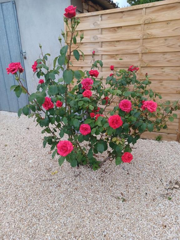 a bush of red roses in front of a fence at Chez Pépé in Limalonges