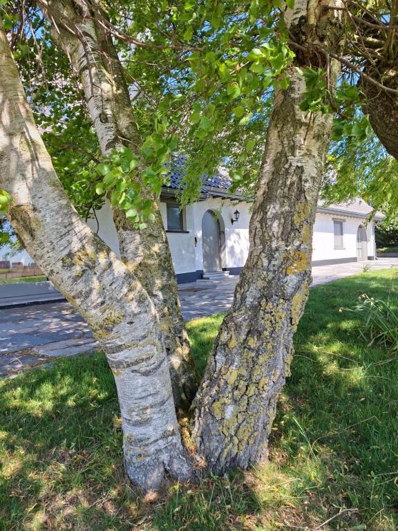 two tree trunks in the grass in front of a house at The Cosy Hill in Poperinge