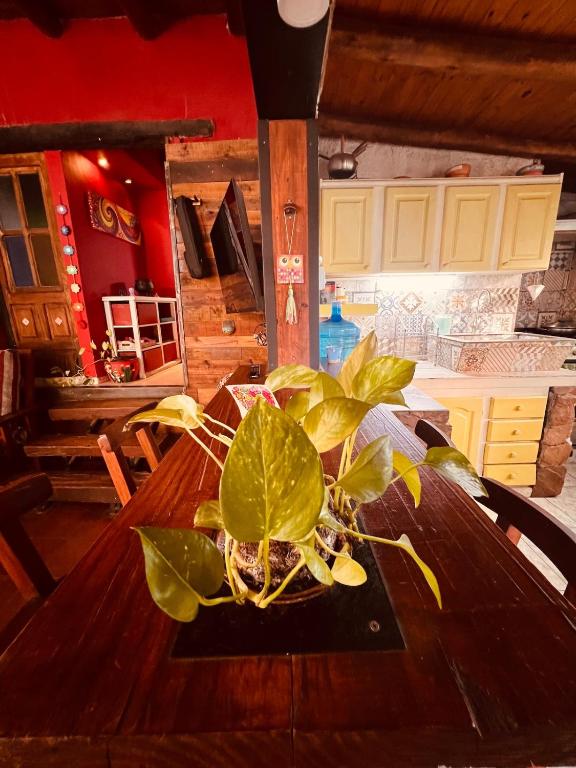 a plant sitting on top of a wooden table at Hospedaje San Luis Sierras in Juana Koslay 