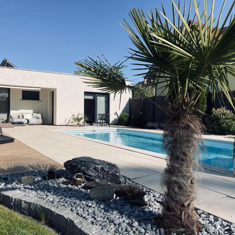 a palm tree sitting next to a swimming pool at Studio avec piscine in Beinheim