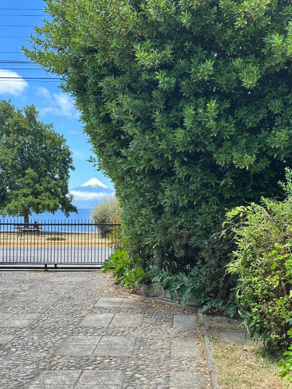 a large green bush next to a fence and the ocean at Casa Amparo in Frutillar