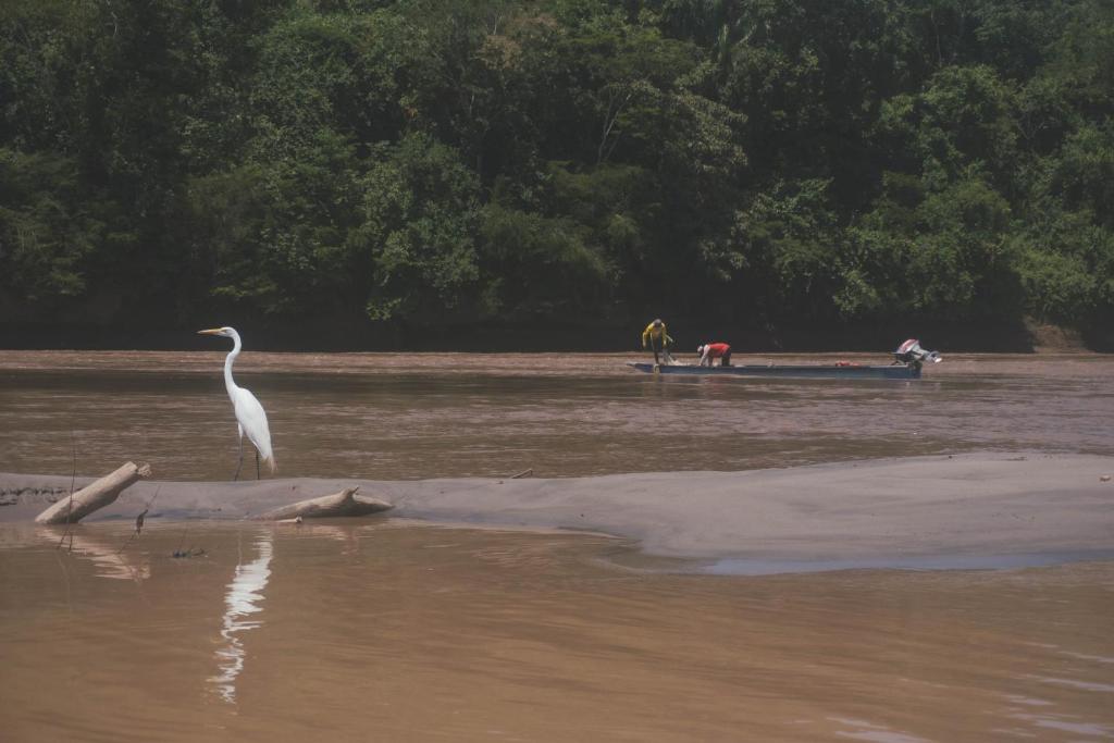 a bird standing on the shore of a river with a boat at Casa Sol y Alegría in Honda