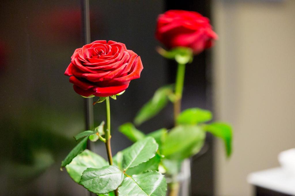 Dasbreitehotel am Rhein - Resim 41