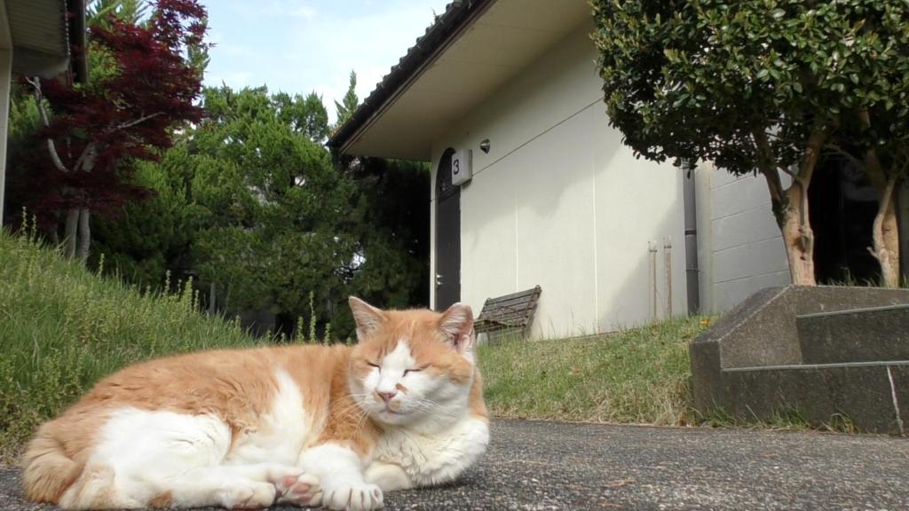 an orange and white cat laying on the road at Tabi No Yado Harusame in Kumano