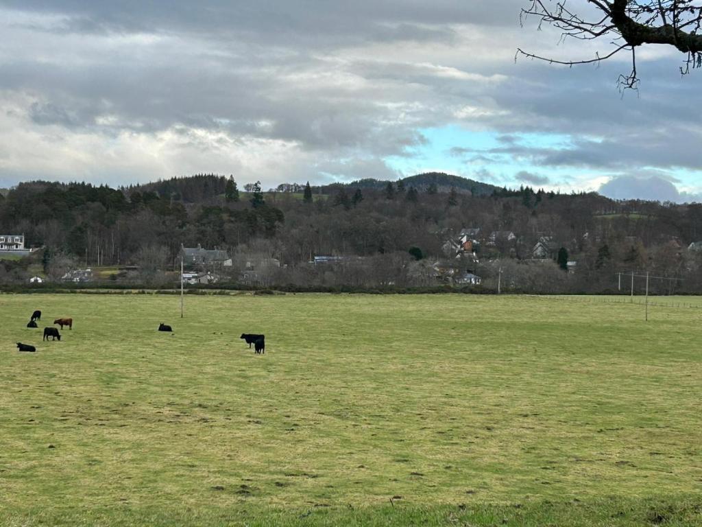 a group of cows grazing in a field at Rose Cottage in Contin