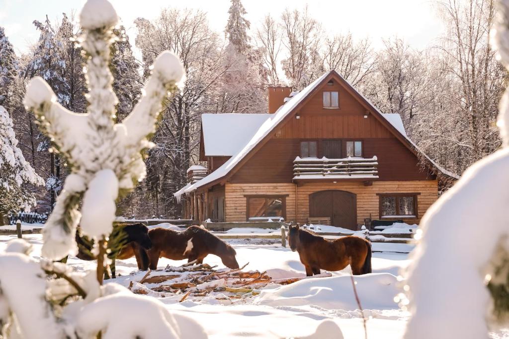 a group of horses in the snow in front of a cabin at Na Wysokiej Górce- Agroturystyka in Grabowiec