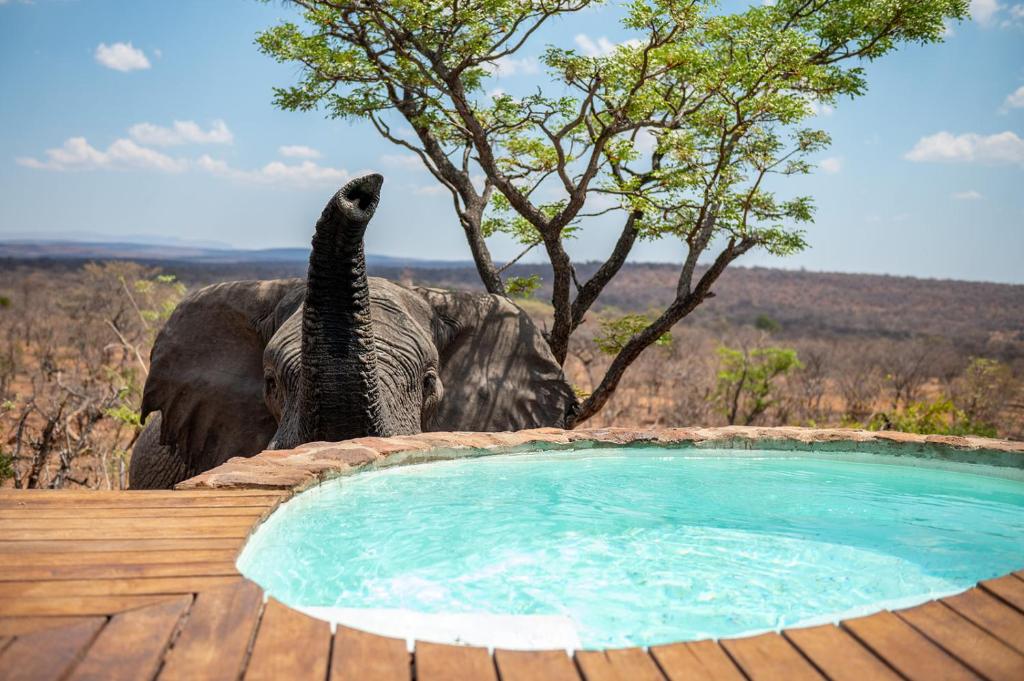 an elephant standing next to a pool with its trunk up at Elephants Crossing in Welgevonden Game Reserve