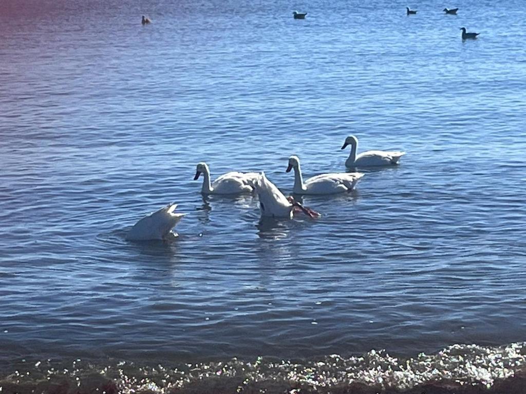 a group of geese swimming in the water at Playa de Dichato in Dichato