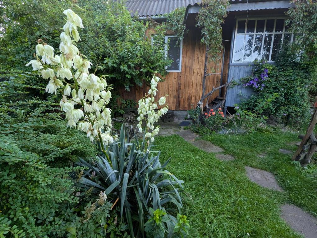 a bunch of white flowers in front of a house at Файна Чічка in Yaremche