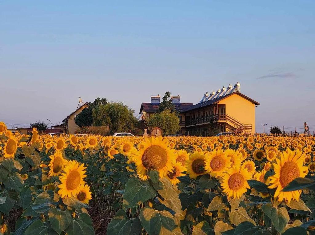 a field of sunflowers in front of a house at Casa de la Corbu in Corbu