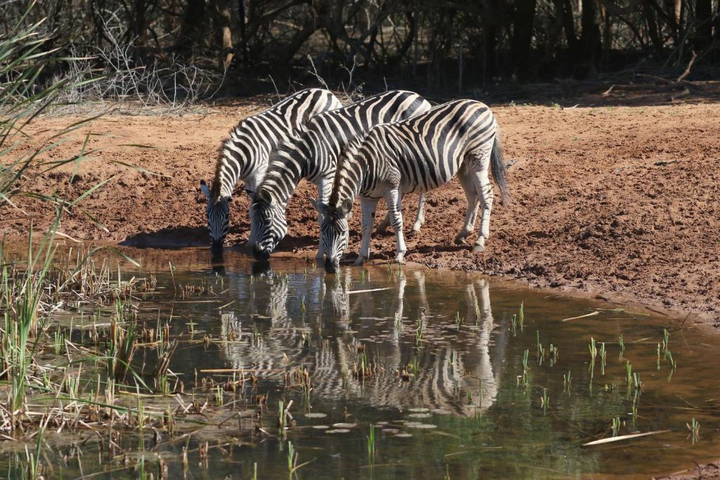 Tres cebras bebiendo agua de un pozo de agua en Bushbaby Lodge & Camping, en Hluhluwe