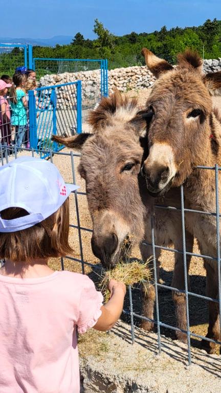 a little girl feeding two sheep in a cage at Villa Suzi - Family Farm Stay with Donkeys, Pool and Sea View near Rijeka in Šmrika