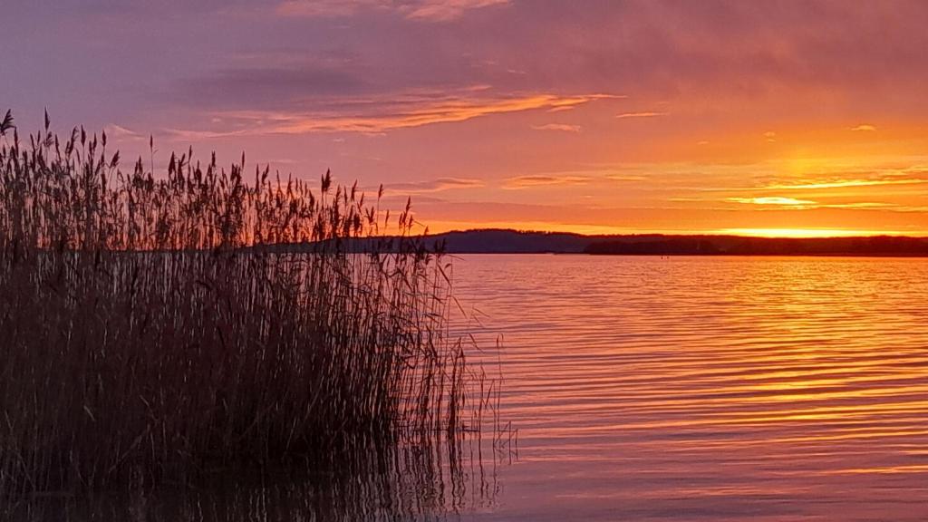 a sunset over a body of water with tall grass at 'Seeperle' am Strand des Kummerower Sees in Verchen