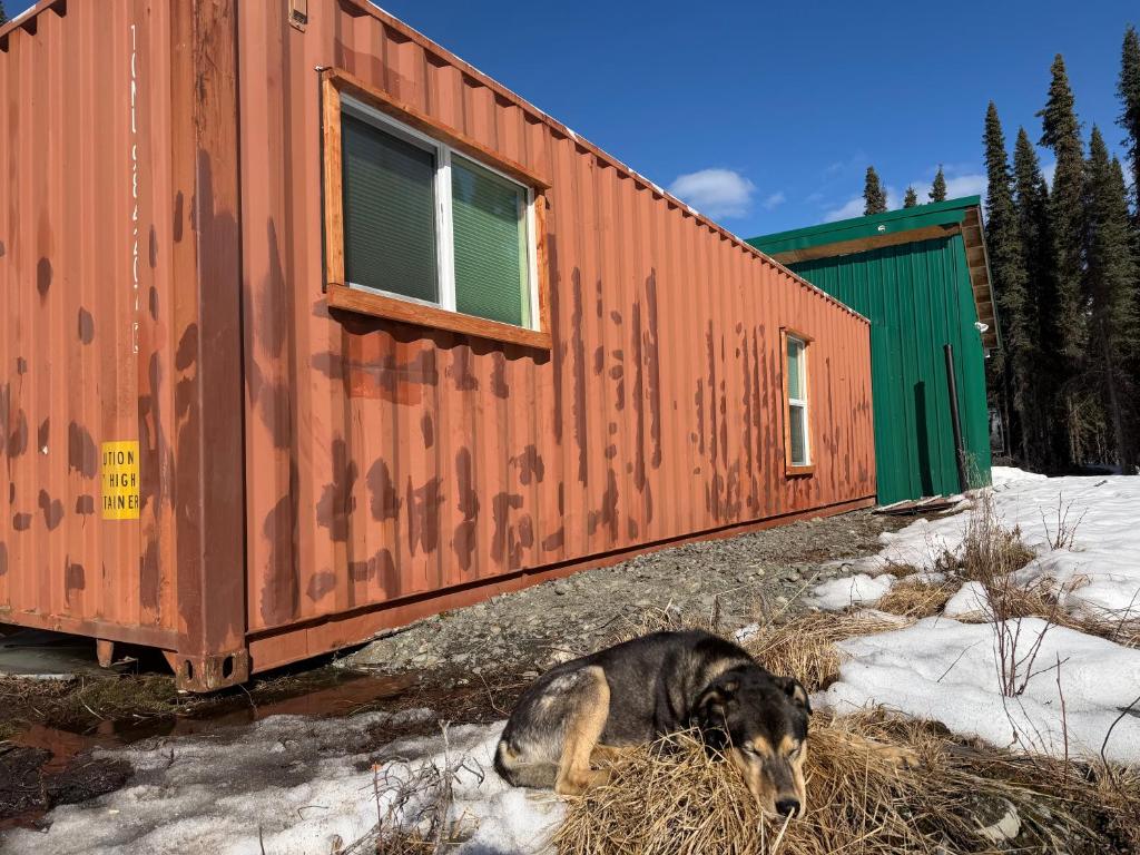 a dog laying in the snow next to a building at Cozy Container in Soldotna