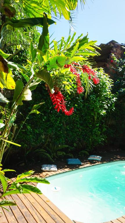 a plant with red flowers next to a swimming pool at Casa Flor in Ilha de Boipeba