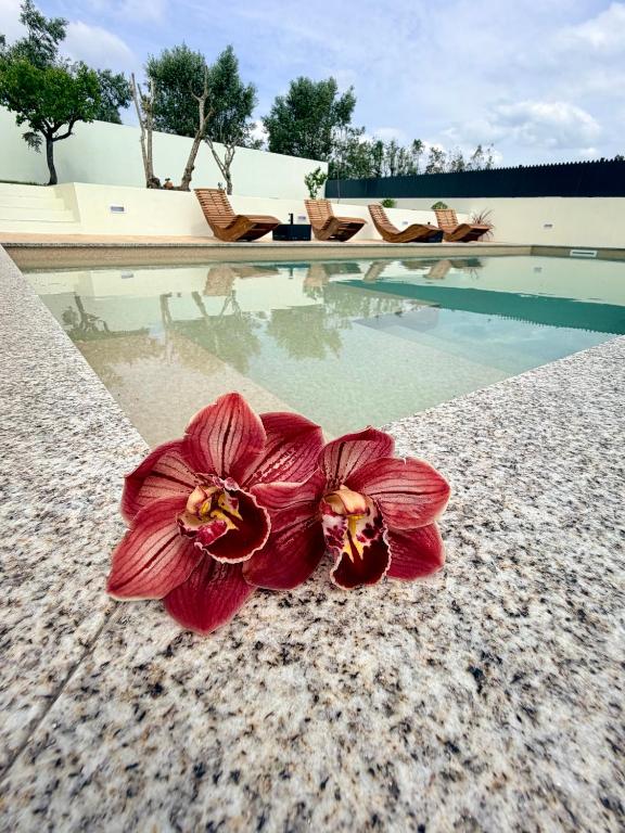 a red flower on the ground next to a swimming pool at Refúgio D'Aldeia in Leiria