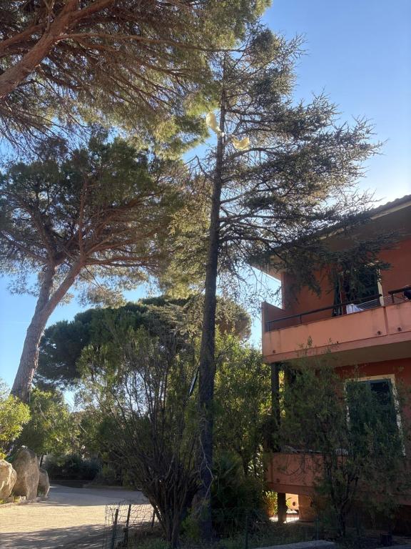 a tree next to a building with a mountain in the background at Casavacanze Zeus in Marciana Marina