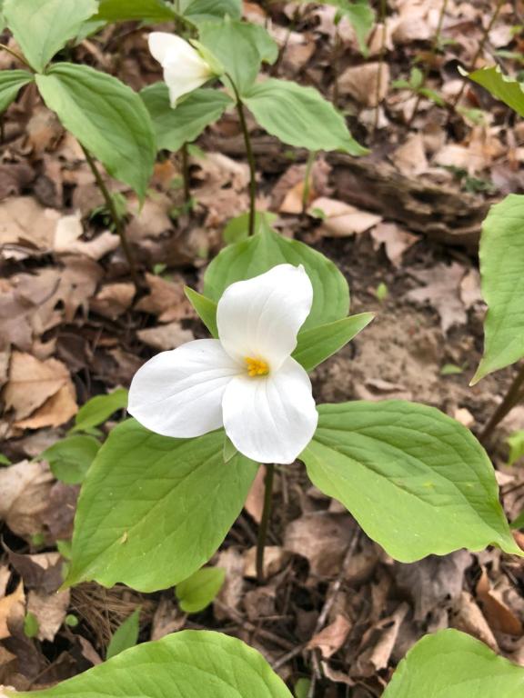 a white flower with green leaves on the ground at East cross forest log cabin in Burketon Station